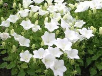 Campanula carpatica Clips White