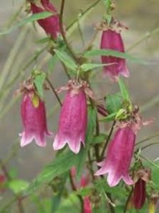 Campanula punctata Rubriflora