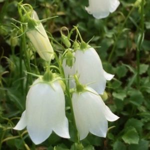 campanula_cochlearifolia_white_baby400