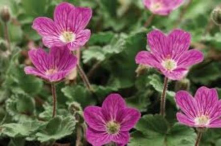 Erodium variabile 'Bishop's Form'