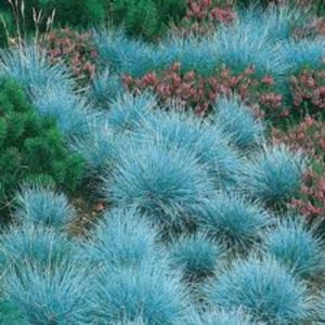 Festuca glauca