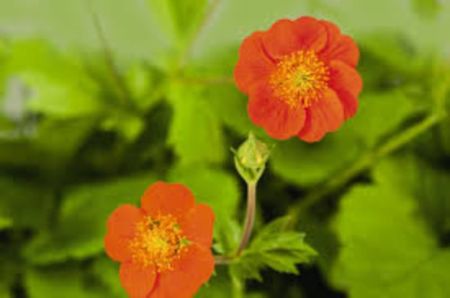 Geum coccineum Koi