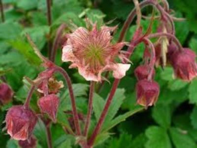 Geum rivale