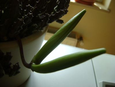 Stapelia variegata, tija cu bace