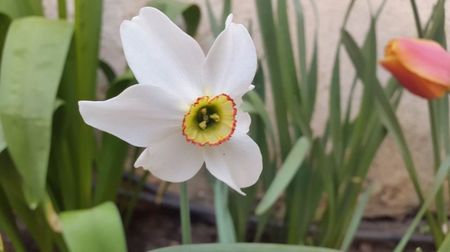 narcise Flower Record 2017-04-28