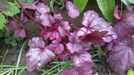 Heuchera Plum Royale