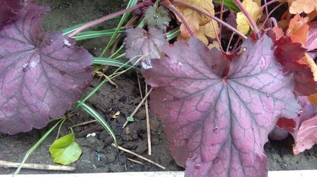 Heuchera Midnight Bayou