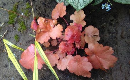 heuchera peach flambe