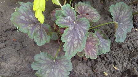 heuchera marvelous marble