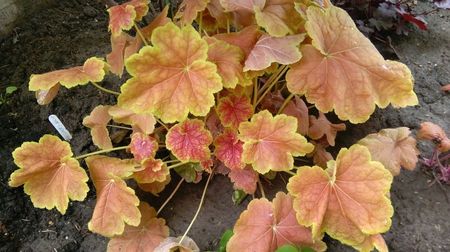 heuchera tiramisu