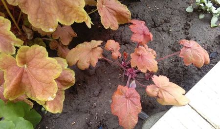 Heuchera Autumn Leaves