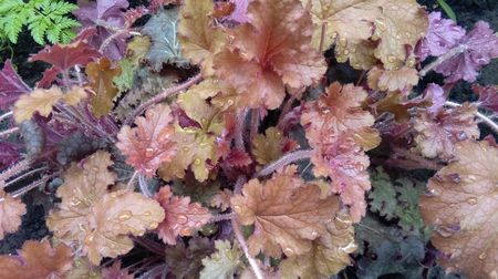 heuchera ginger peach