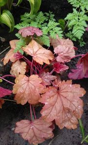 heuchera vienna