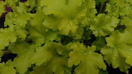 heuchera lime marmelade