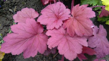 heuchera Georgia_Plum