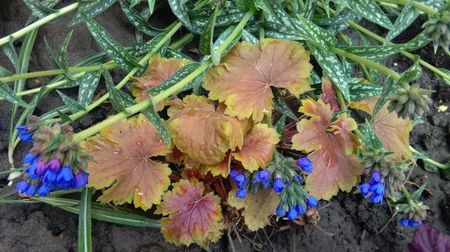 heuchera delta dawn