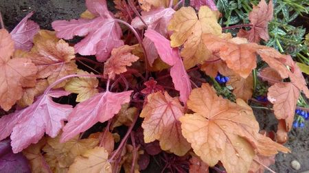 heucherella redstone falls