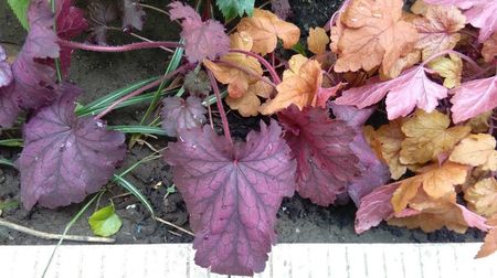 Heuchera Midnight Bayou