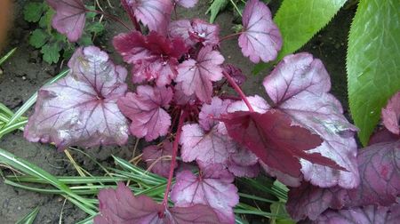 Heuchera Plum Royale