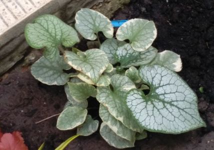 Brunnera macrophylla Hadspen Cream