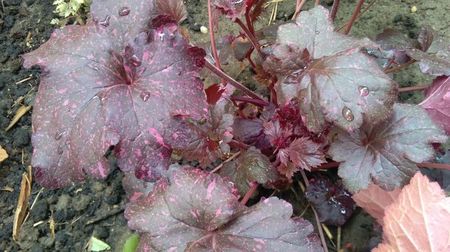 Heuchera Midnight rose