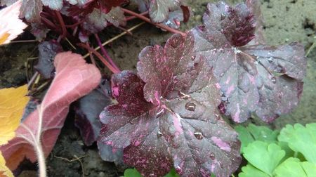 Heuchera Midnight rose