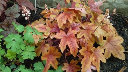 heuchera brass lantern