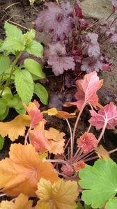 Heuchera Midnight rose+ paprika