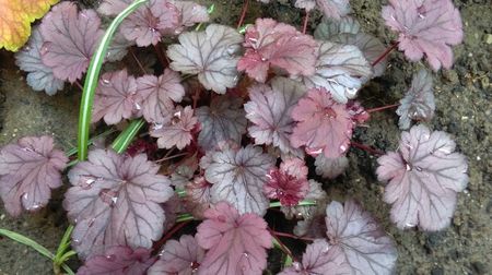 heuchera milan