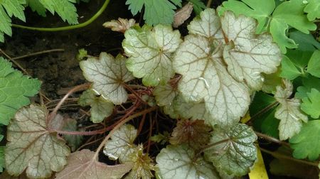 heuchera cracking ice