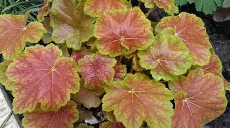 heuchera miracle