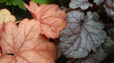 heuchera georgia peach+ milan