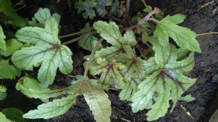 heucherella kimono