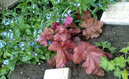 Heuchera Sparkling Burgundy