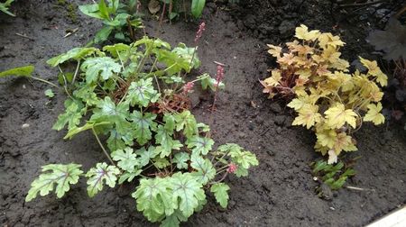 heucherella tapestry +golden-zebra