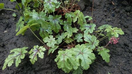 heucherella_tapestry