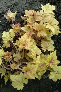 heucherella-golden-zebra