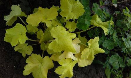 heuchera citronelle