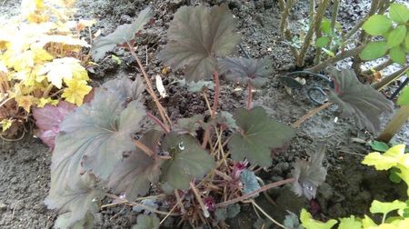 heuchera frosted violet