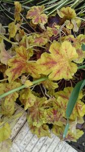 heucherella Solar Eclipse