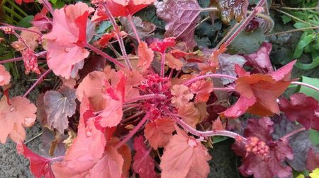 heuchera cherry-cola