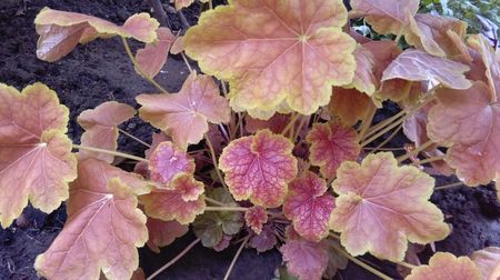 heuchera tiramisu