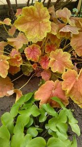 heuchera tiramisu