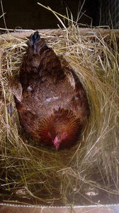 Closca 2; Aceasta closca cloceste din data de 13 aprilie pe 13 oua de rata romaneasca.
