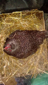 Closca 3; Aceasta closca cloceste din data de 13 aprilie pe 11 oua de rata romaneasca.
