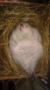 Closca 4; Aceasta closca cloceste din data de 28 aprilie pe 17 oua de rata leseasca.

