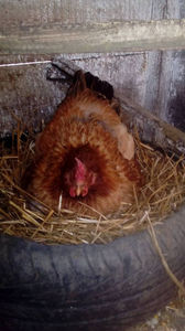 Closca 5; Aceasta closca cloceste din data de 19 aprilie, 11 oua de gasca.
