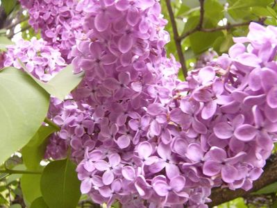 Syringa vulgaris fl. simple