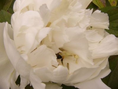 Paeonia suffruticosa -alba-