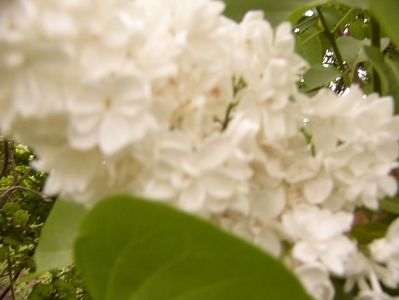 Syringa vulgaris fl.albe involte